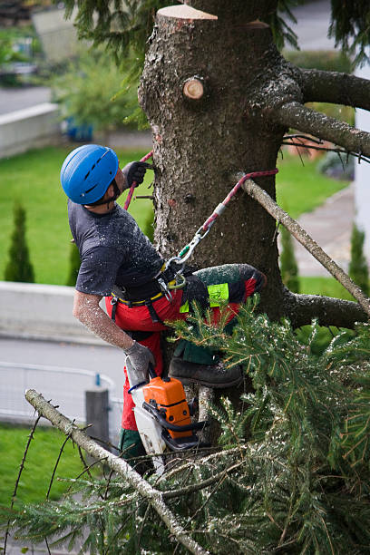 How Our Tree Care Process Works  in  Royalton, IL